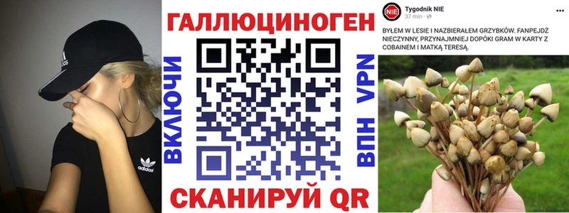KRAKEN вход  Красновишерск  Галлюциногенные грибы Cubensis 